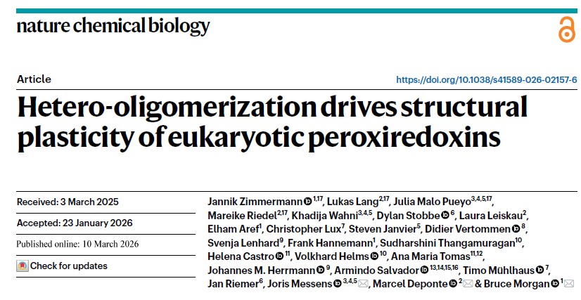 Image for Hetero-oligomerization drives structural plasticity of eukaryotic peroxiredoxins