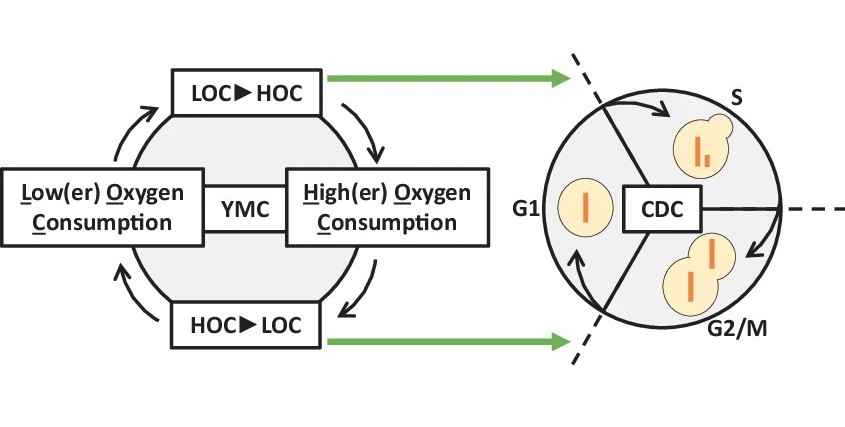 Redox-dependent coupling of metabolism and cell division